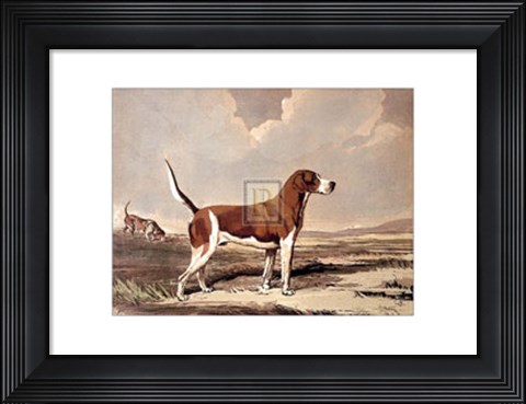 Framed Hound in  a Field Print