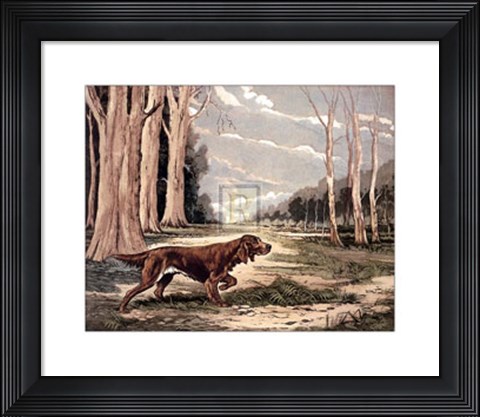 Framed Red Setter (Lge) Print