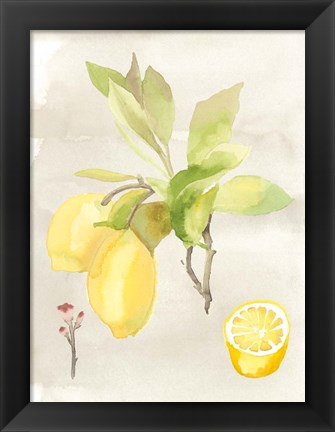 Framed Watercolor Fruit II Print