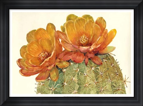 Framed Cactus Blossoms II Print
