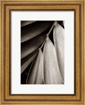Framed Tropical Plant II Print