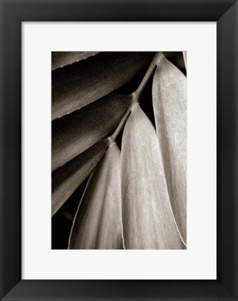 Framed Tropical Plant II Print