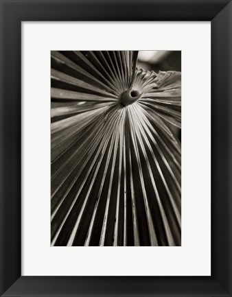 Framed Palm Frond I Print