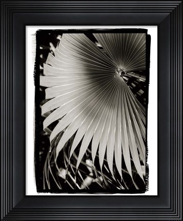 Framed Palm Frond II Print