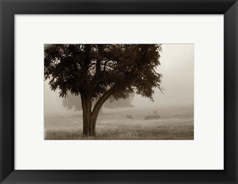 Framed Calm Mist no Limb Print