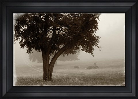Framed Calm Mist no Limb Print