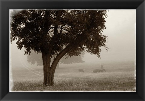 Framed Calm Mist no Limb Print