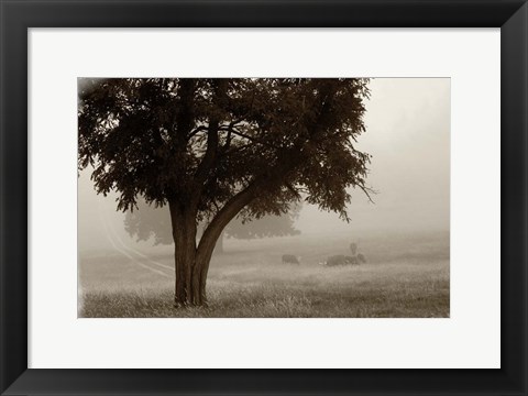 Framed Calm Mist no Limb Print