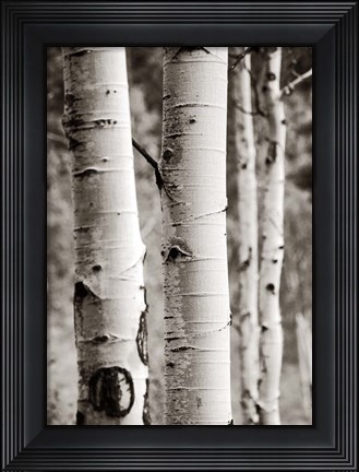 Framed Aspens I Print