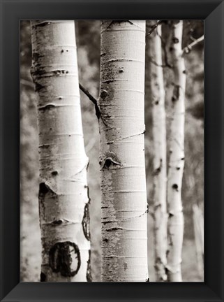 Framed Aspens I Print