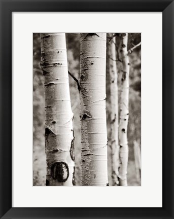 Framed Aspens I Print