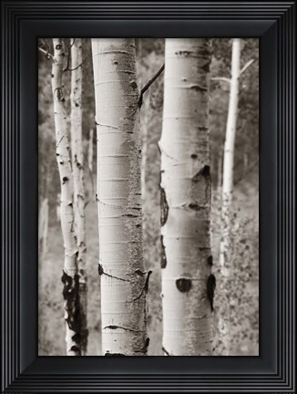 Framed Aspens II Print