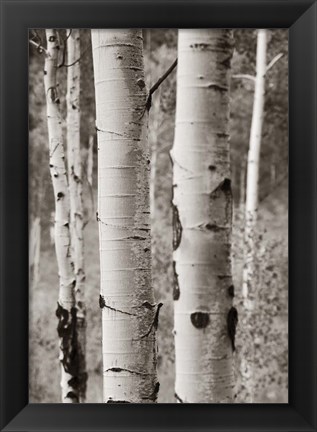 Framed Aspens II Print