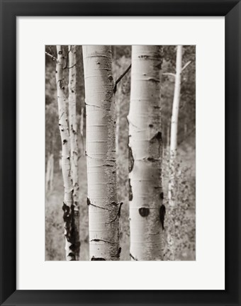 Framed Aspens II Print