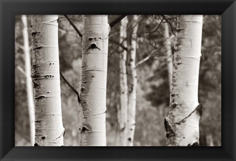 Framed Aspens  IV Print