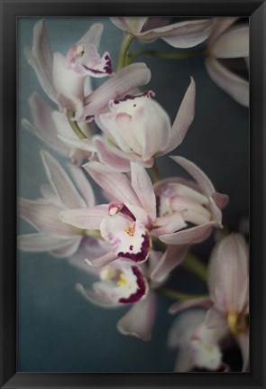 Framed Dark Orchid I Print