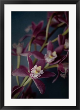 Framed Dark Orchid III Print