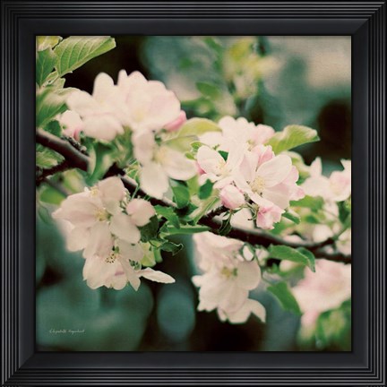 Framed Apple Blossoms I Print
