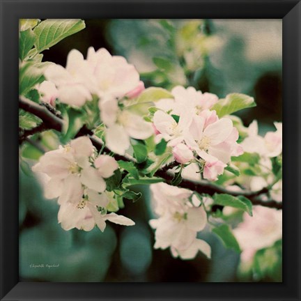 Framed Apple Blossoms I Print