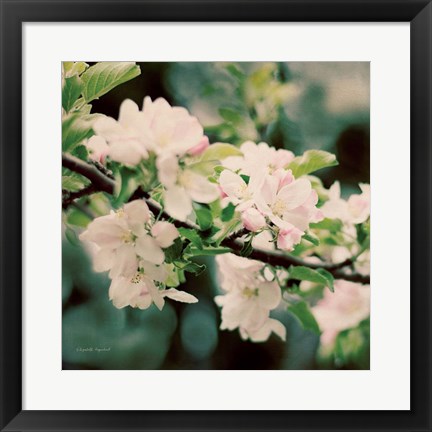 Framed Apple Blossoms I Print