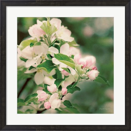 Framed Apple Blossoms II Print