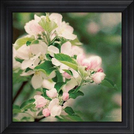 Framed Apple Blossoms II Print