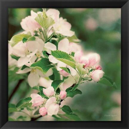 Framed Apple Blossoms II Print