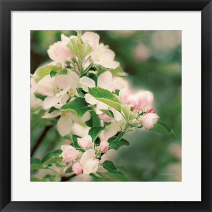 Framed Apple Blossoms II Print