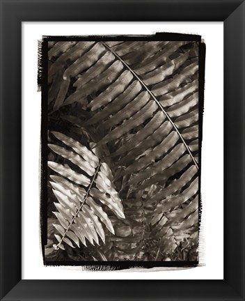 Framed Fern I Print