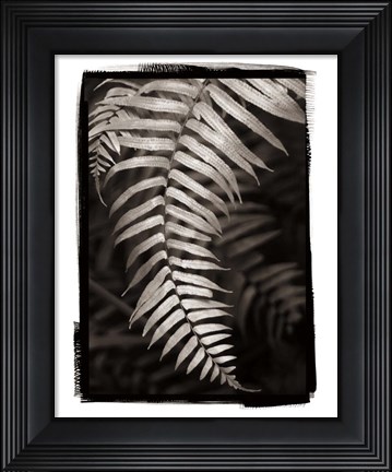 Framed Fern II Print