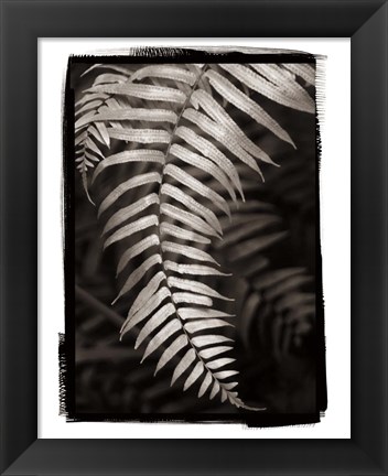 Framed Fern II Print