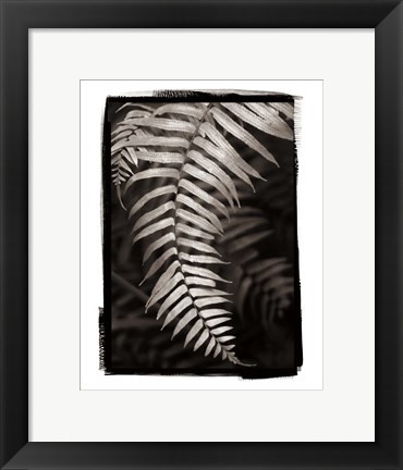 Framed Fern II Print