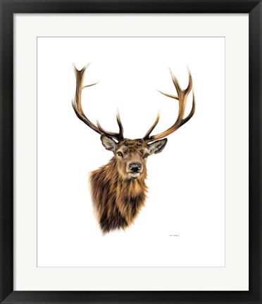 Framed Stag White Background Print