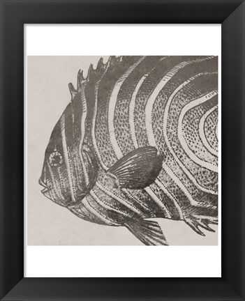 Framed Vintage Fish II Print