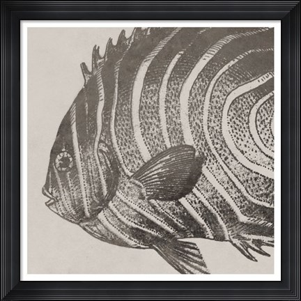 Framed Vintage Fish II Print