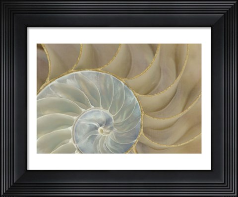 Framed Soft Nautilus Print