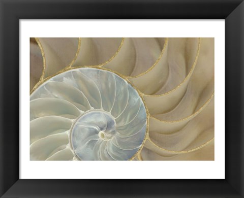 Framed Soft Nautilus Print