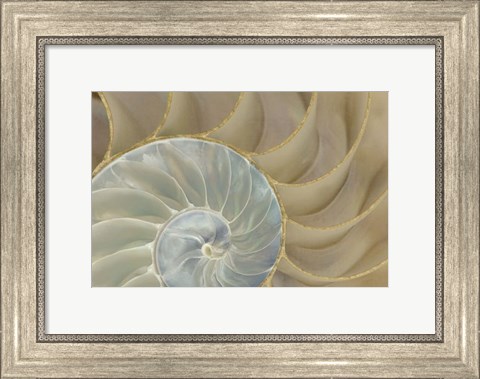 Framed Soft Nautilus Print
