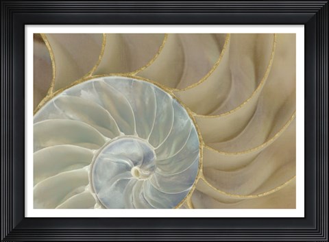 Framed Soft Nautilus Print