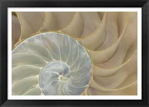 Framed Soft Nautilus Print