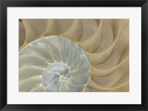 Framed Soft Nautilus Print