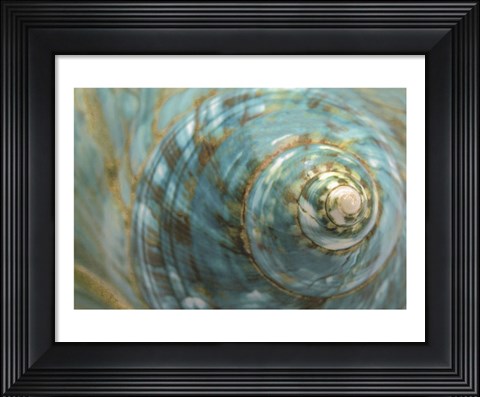 Framed Soft Turbo Shell Print