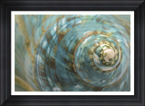 Framed Soft Turbo Shell Print