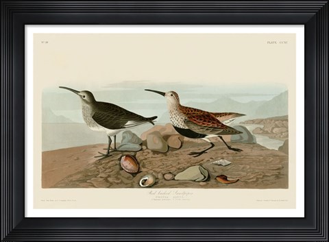 Framed Red Backed Sandpiper Print