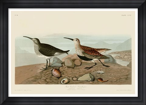 Framed Red Backed Sandpiper Print