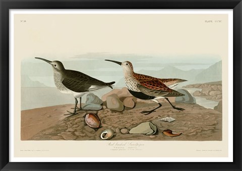 Framed Red Backed Sandpiper Print