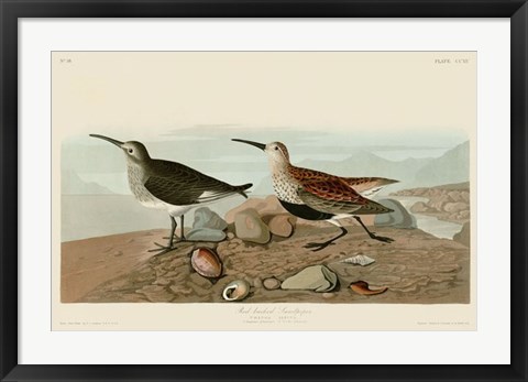 Framed Red Backed Sandpiper Print