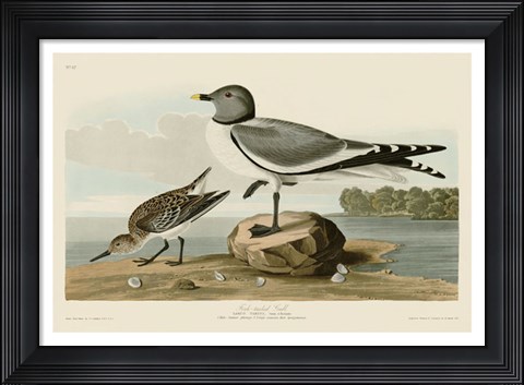 Framed Fork-Tailed Gull Print