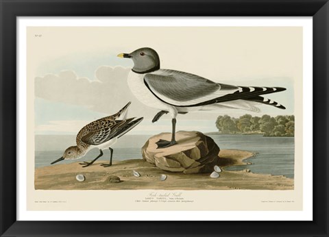 Framed Fork-Tailed Gull Print