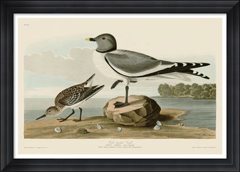 Framed Fork-Tailed Gull Print